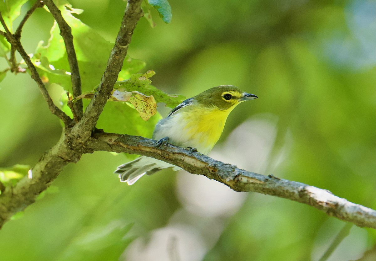 Yellow-throated Vireo - ML641261305
