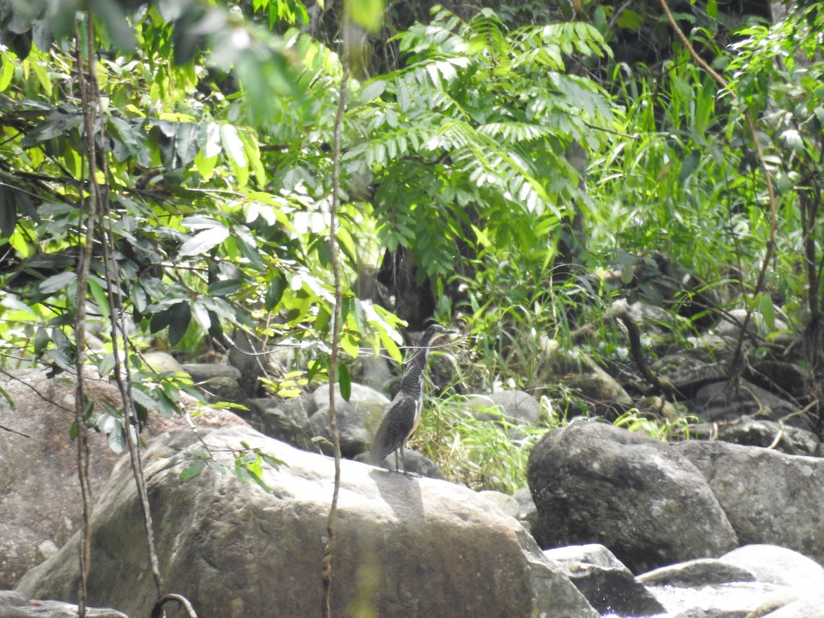 Fasciated Tiger-Heron - ML641261306