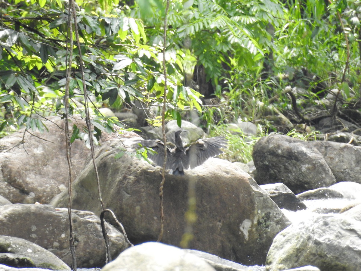 Fasciated Tiger-Heron - ML641261308
