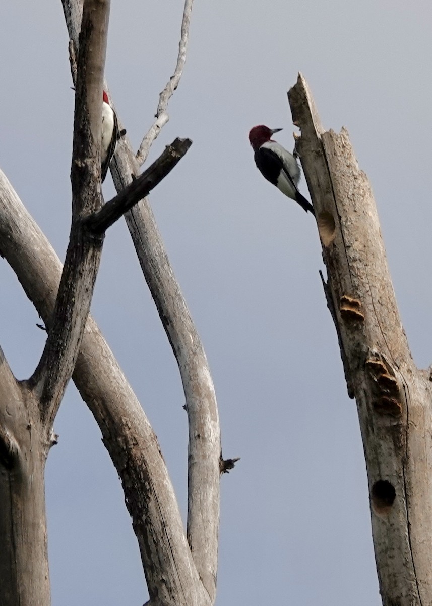 Carpintero Cabecirrojo - ML641261357