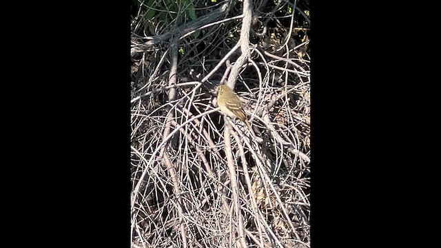 Western Flycatcher - ML641261362