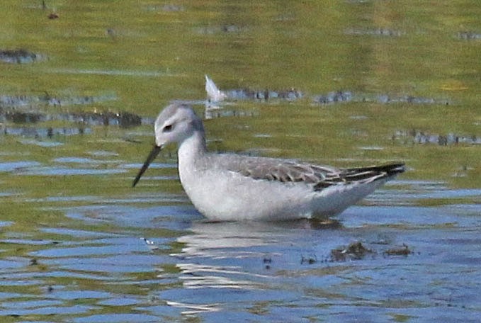 Wilson's Phalarope - ML641261380