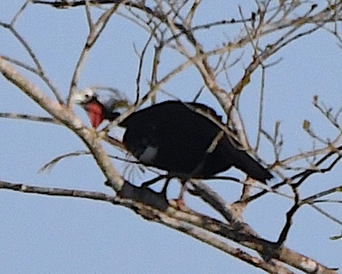 Red-throated Piping-Guan - ML641261391