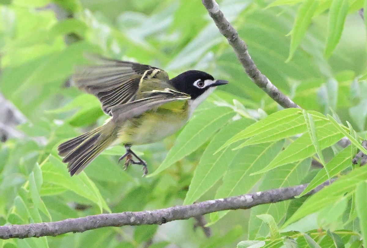 Black-capped Vireo - ML641261396