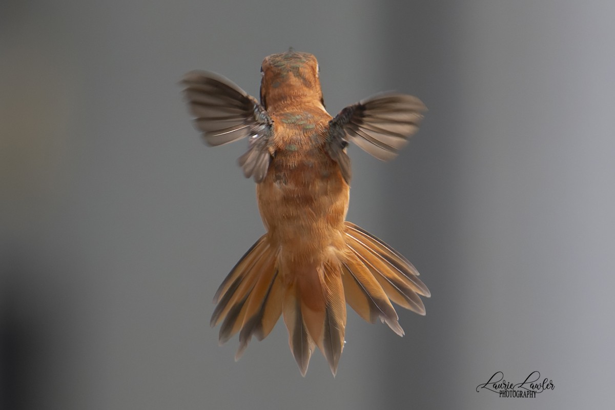 Rufous Hummingbird - ML641261399