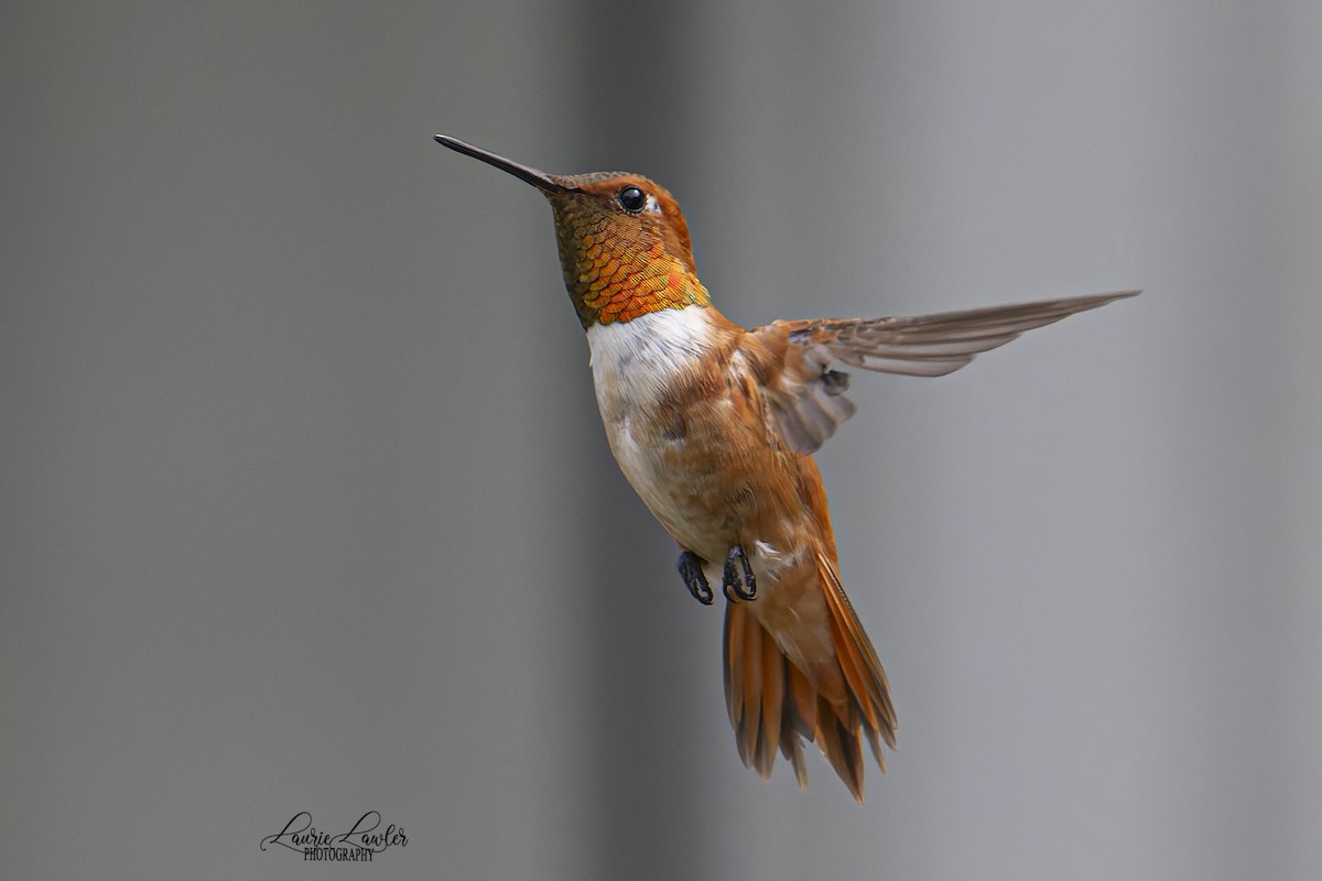 Rufous Hummingbird - ML641261400