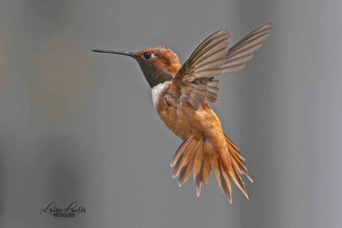 Rufous Hummingbird - ML641261401