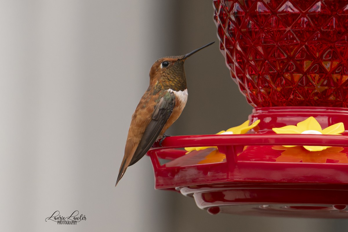 Rufous Hummingbird - ML641261402