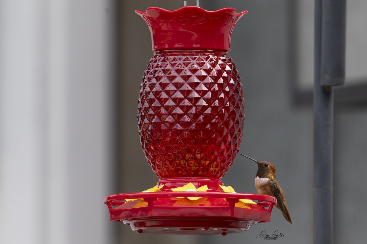 Rufous Hummingbird - ML641261405