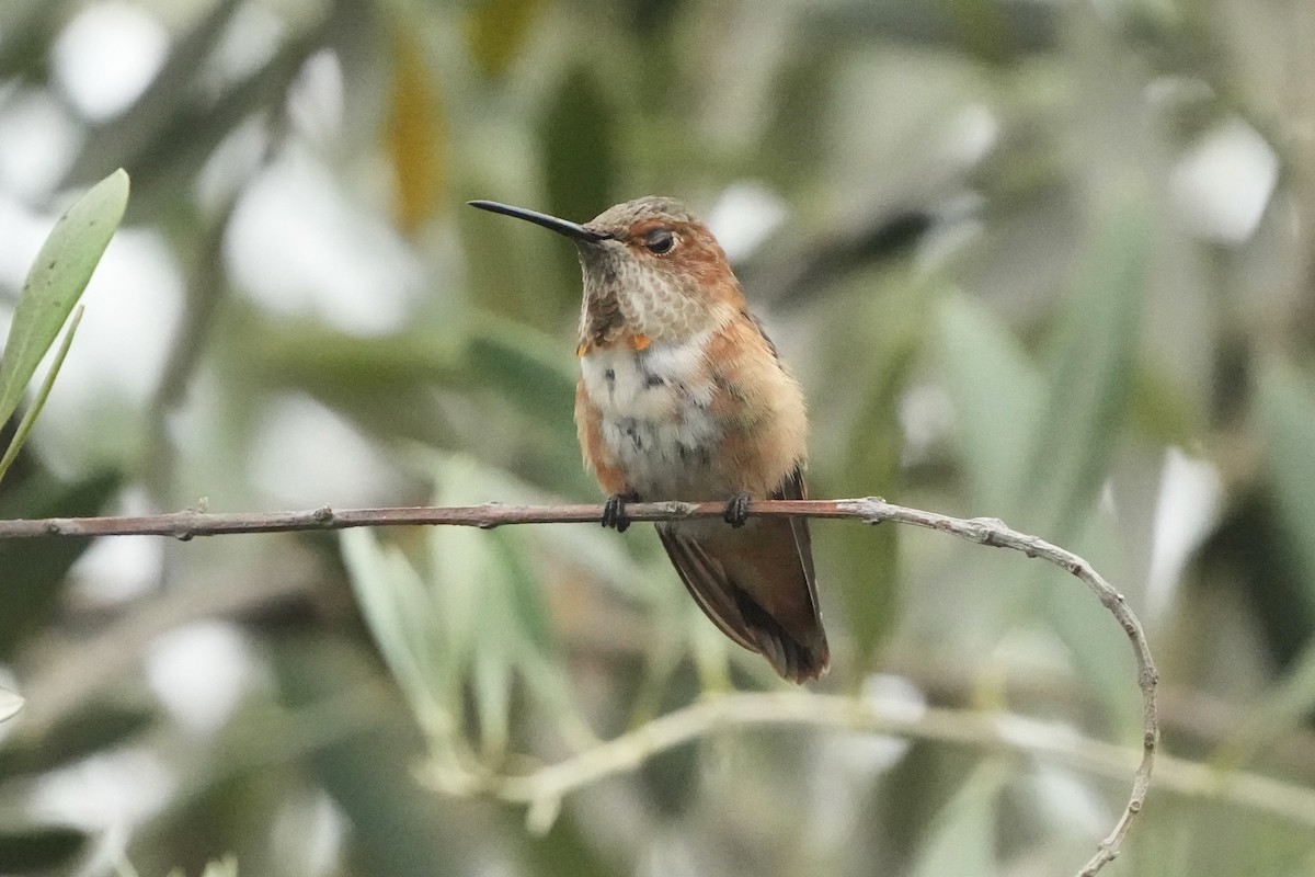 Allen's Hummingbird - ML641261421