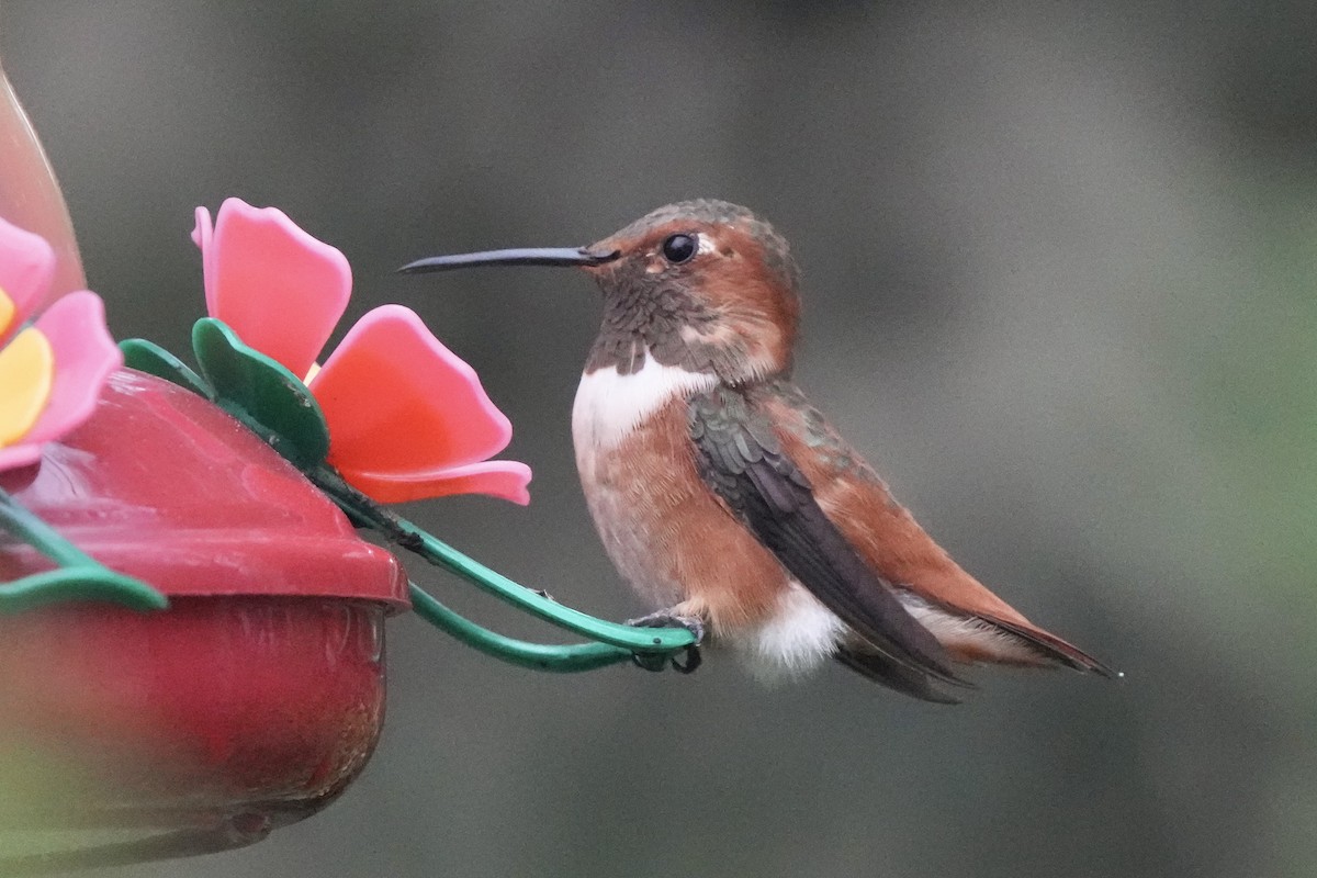 Allen's Hummingbird - ML641261422