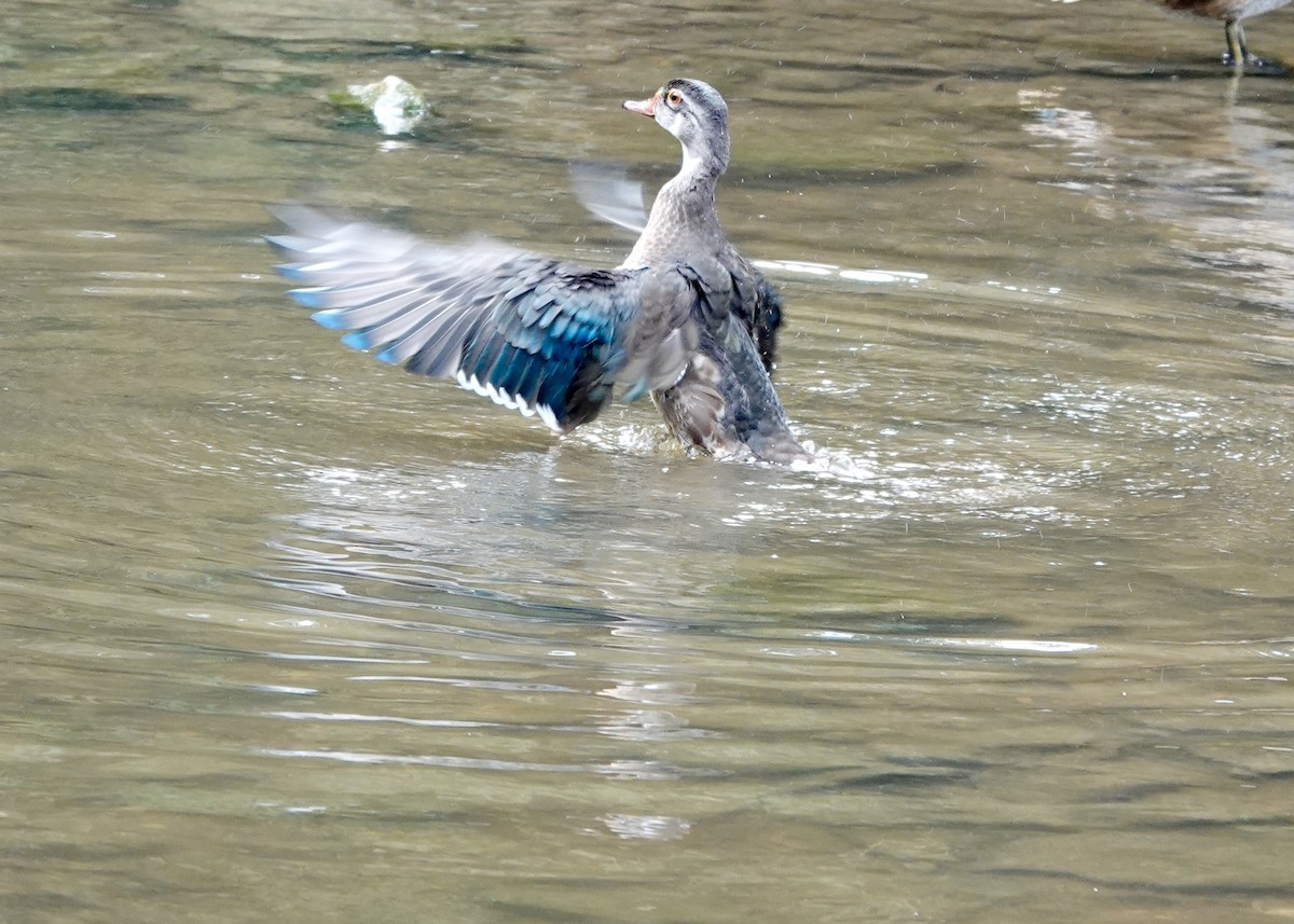 Pato Joyuyo - ML641261423