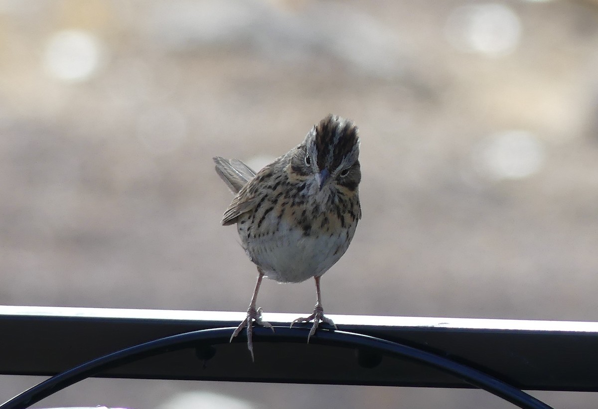 Lincoln's Sparrow - ML641261514
