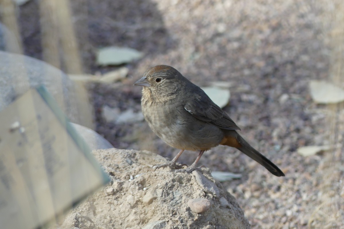 Canyon Towhee - ML641261521