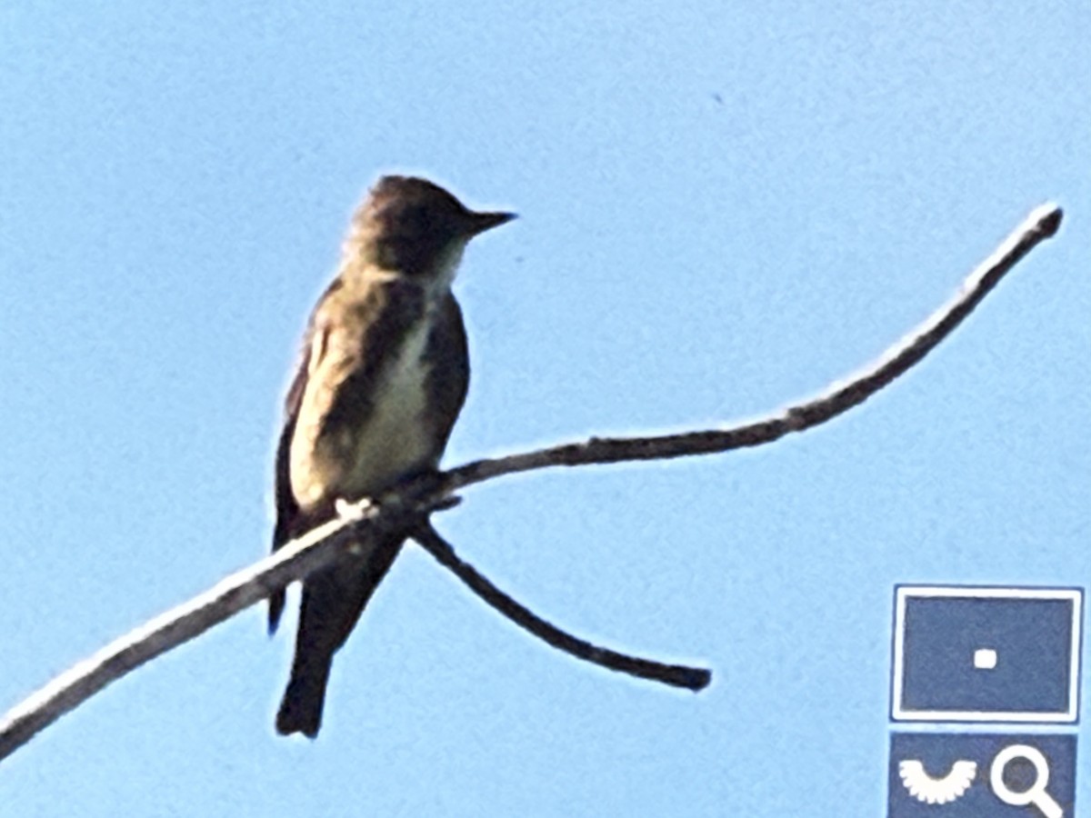 Olive-sided Flycatcher - ML641261540