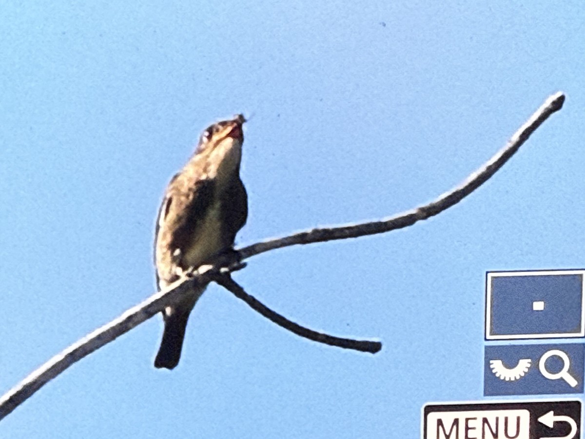 Olive-sided Flycatcher - ML641261541