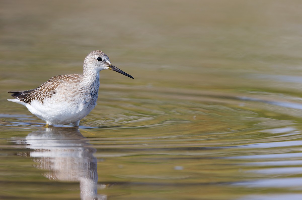 Lesser Yellowlegs - ML641261552