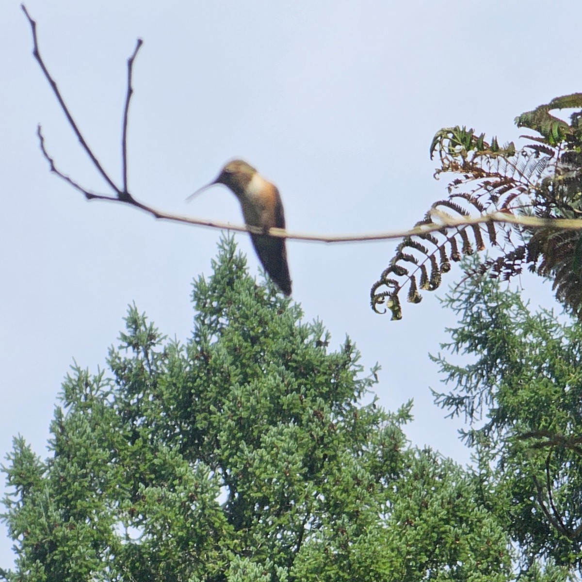 Rufous Hummingbird - ML641261556