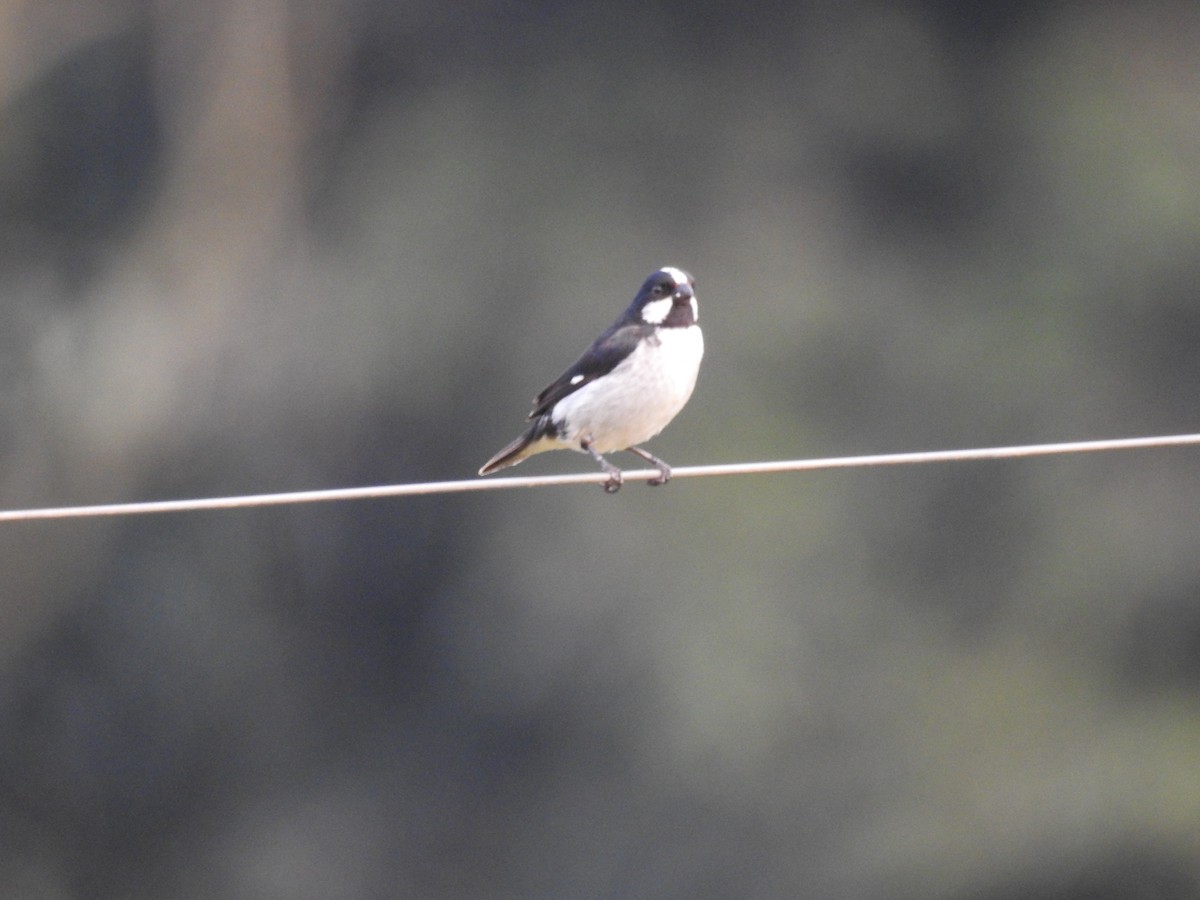 Lined Seedeater - ML641261573