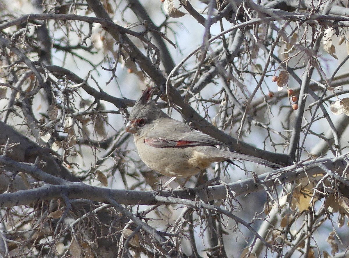 Pyrrhuloxia - ML641261581