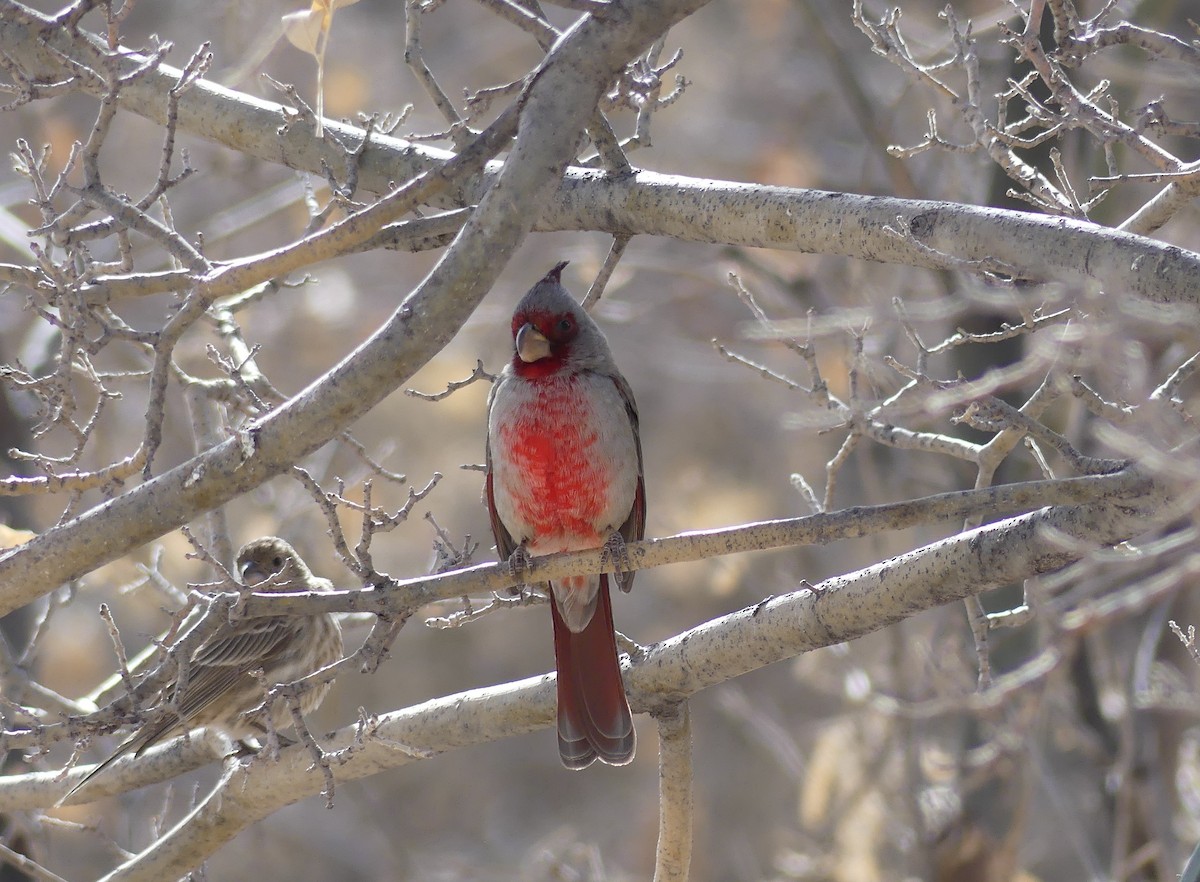 Pyrrhuloxia - ML641261582