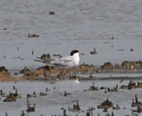 Forster's Tern - ML641261611