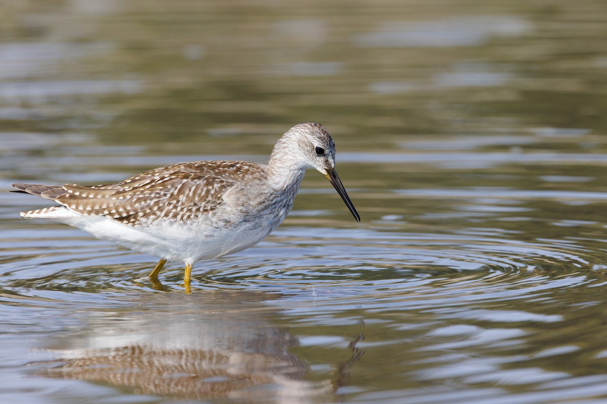 Lesser Yellowlegs - ML641261643