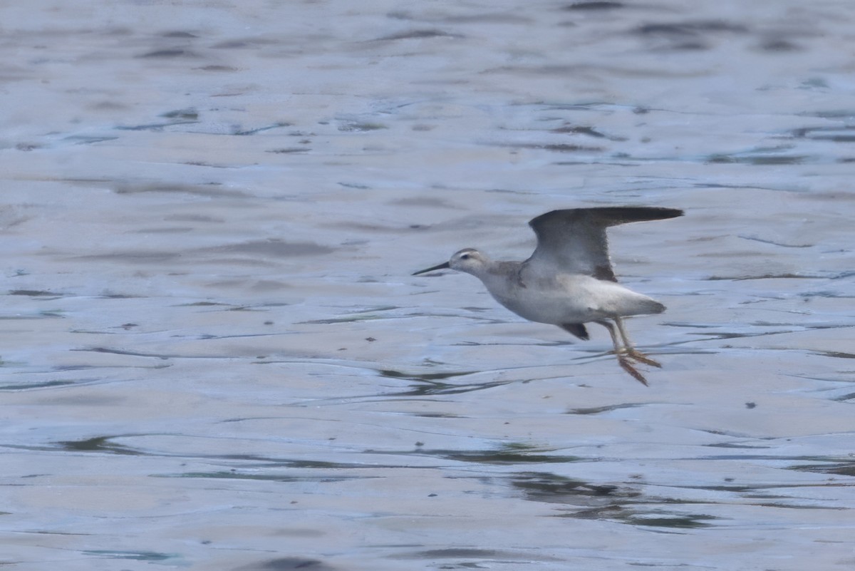 Wilson's Phalarope - ML641261650