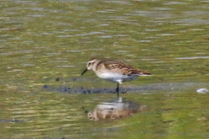 Least Sandpiper - ML641261653