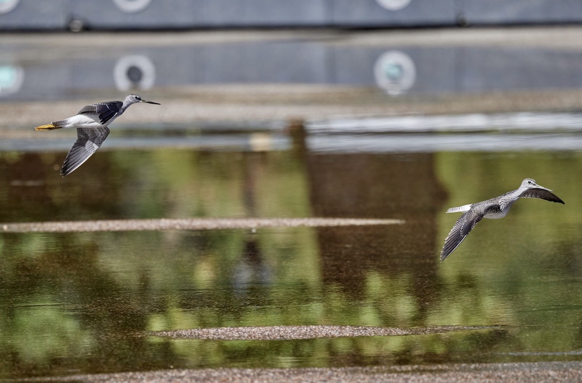 Greater Yellowlegs - ML641261691