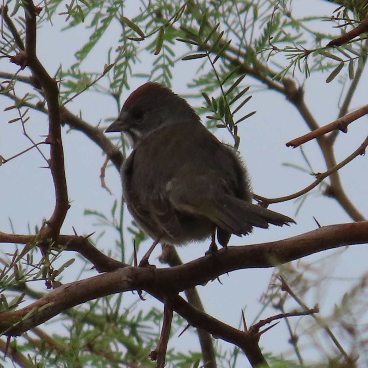 Green-tailed Towhee - ML641261764