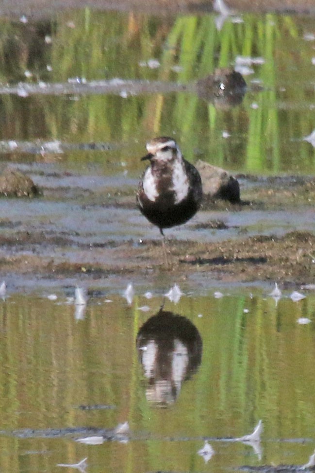 American Golden-Plover - ML641261793