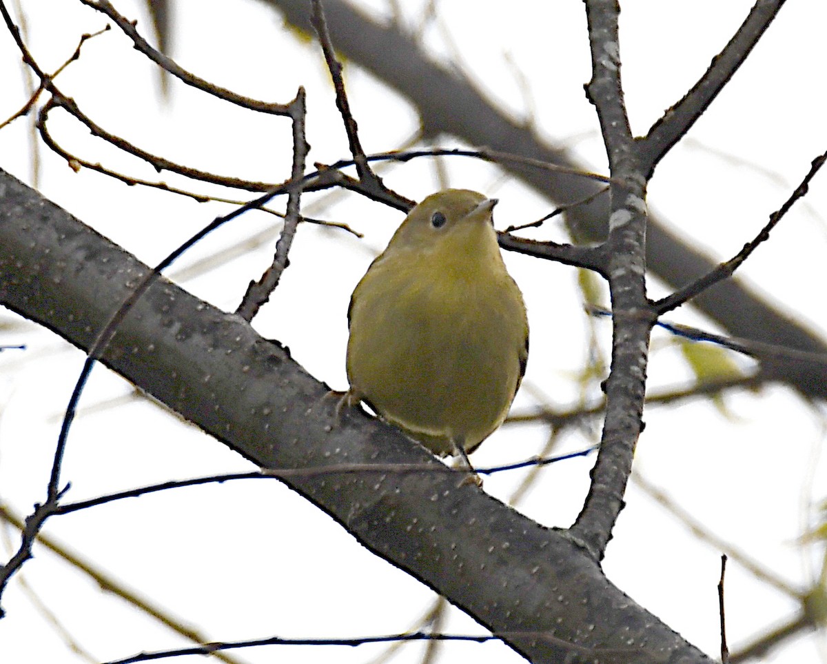 Yellow Warbler - ML641261799