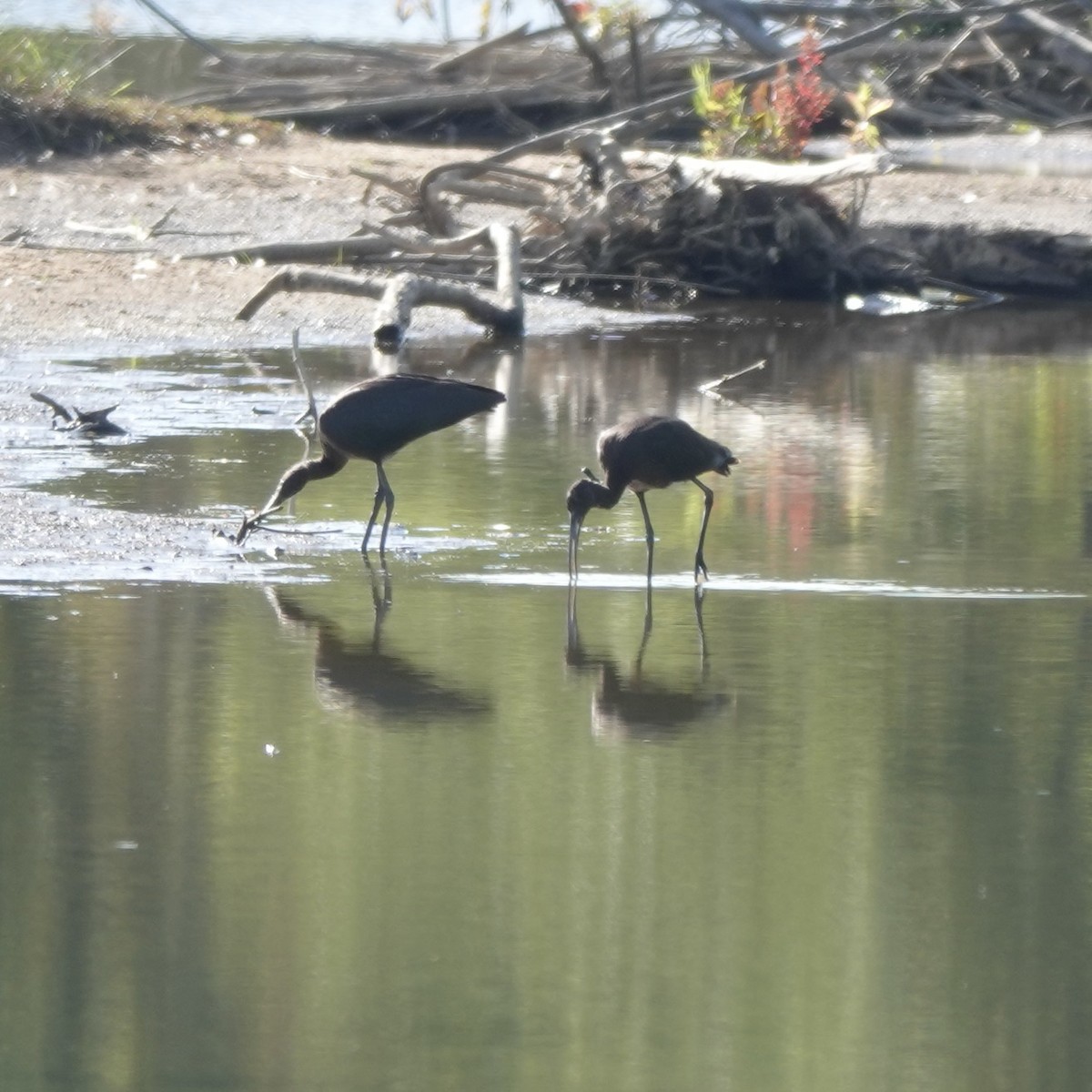 Glossy Ibis - ML641261845