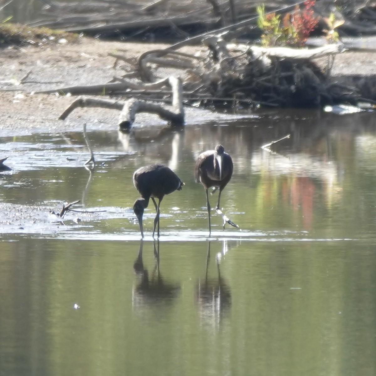 Glossy Ibis - ML641261846