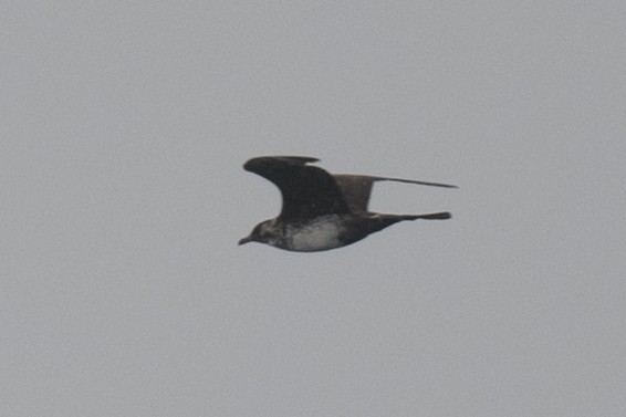 Pomarine Jaeger - ML641261850