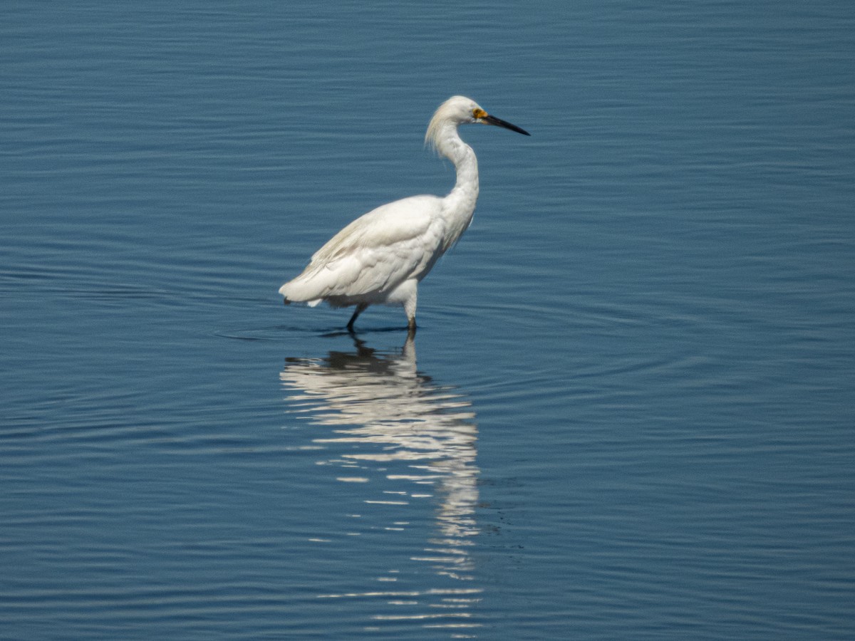 Snowy Egret - ML641261878