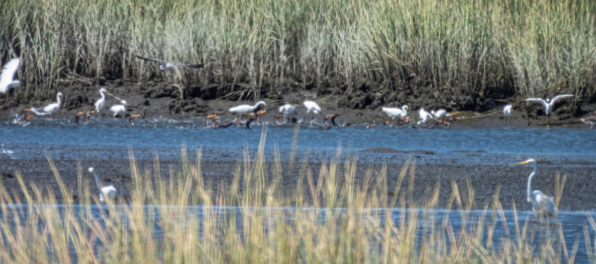 Snowy Egret - ML641261879