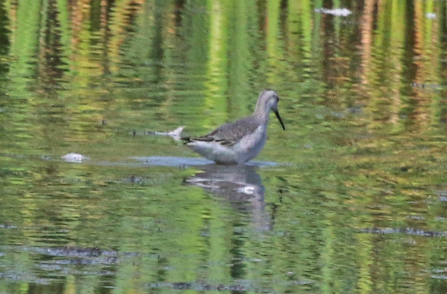 Wilson's Phalarope - ML641261968