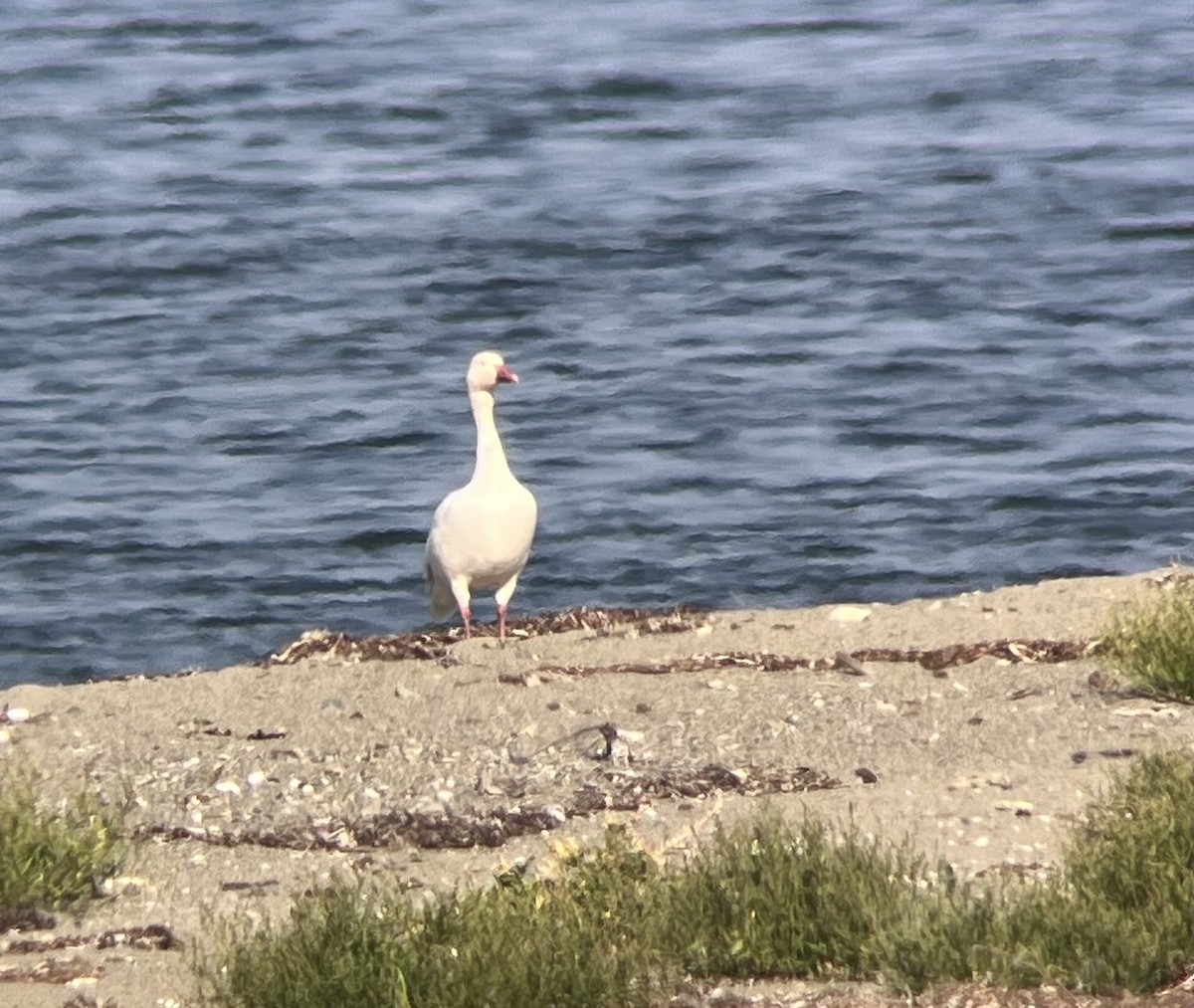 Snow Goose - ML641261992