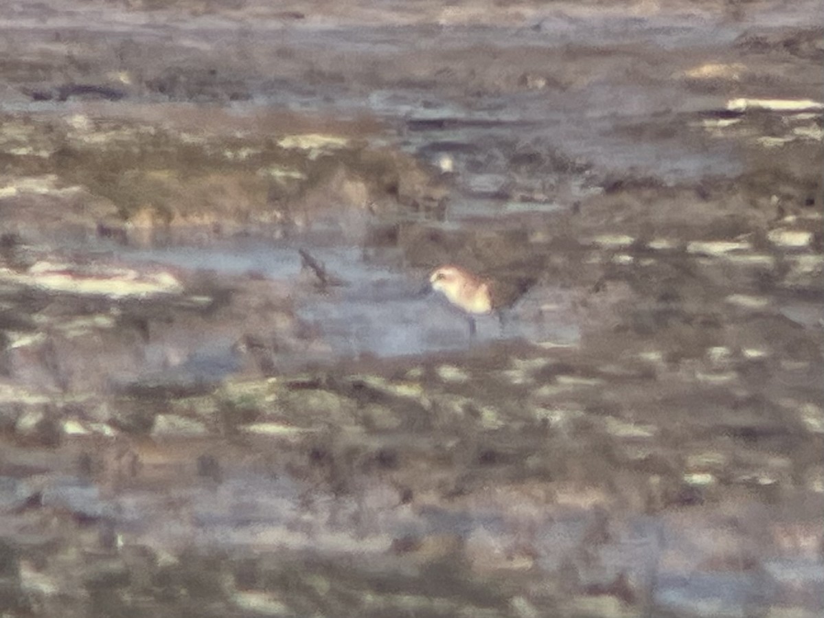 Semipalmated Sandpiper - ML641262000