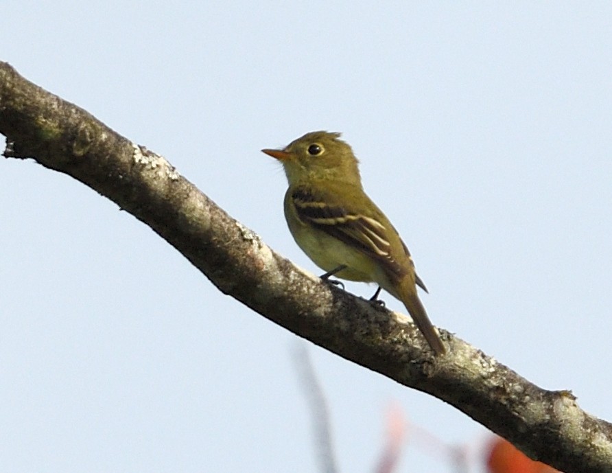 Yellow-bellied Flycatcher - ML641262013