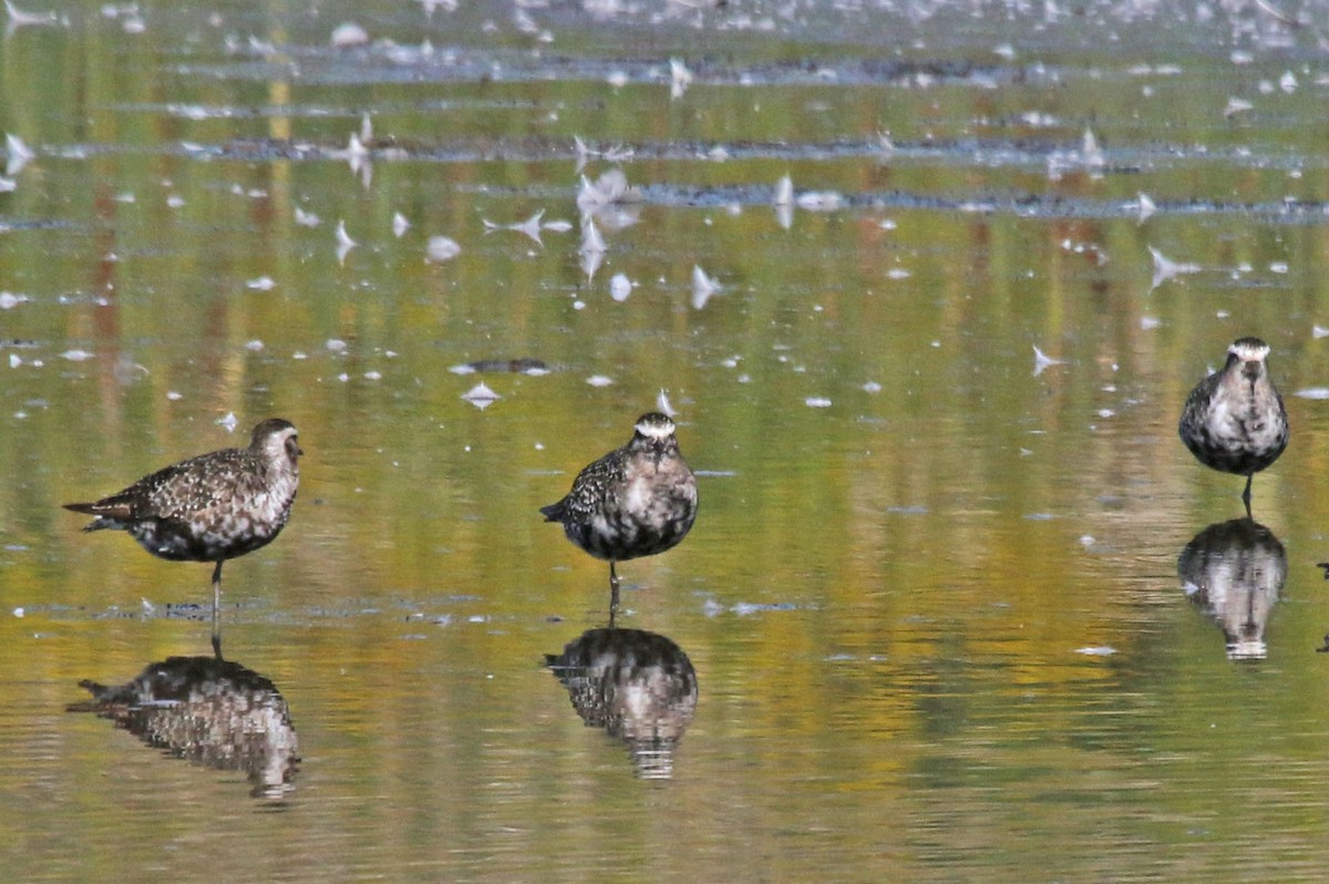 American Golden-Plover - ML641262015