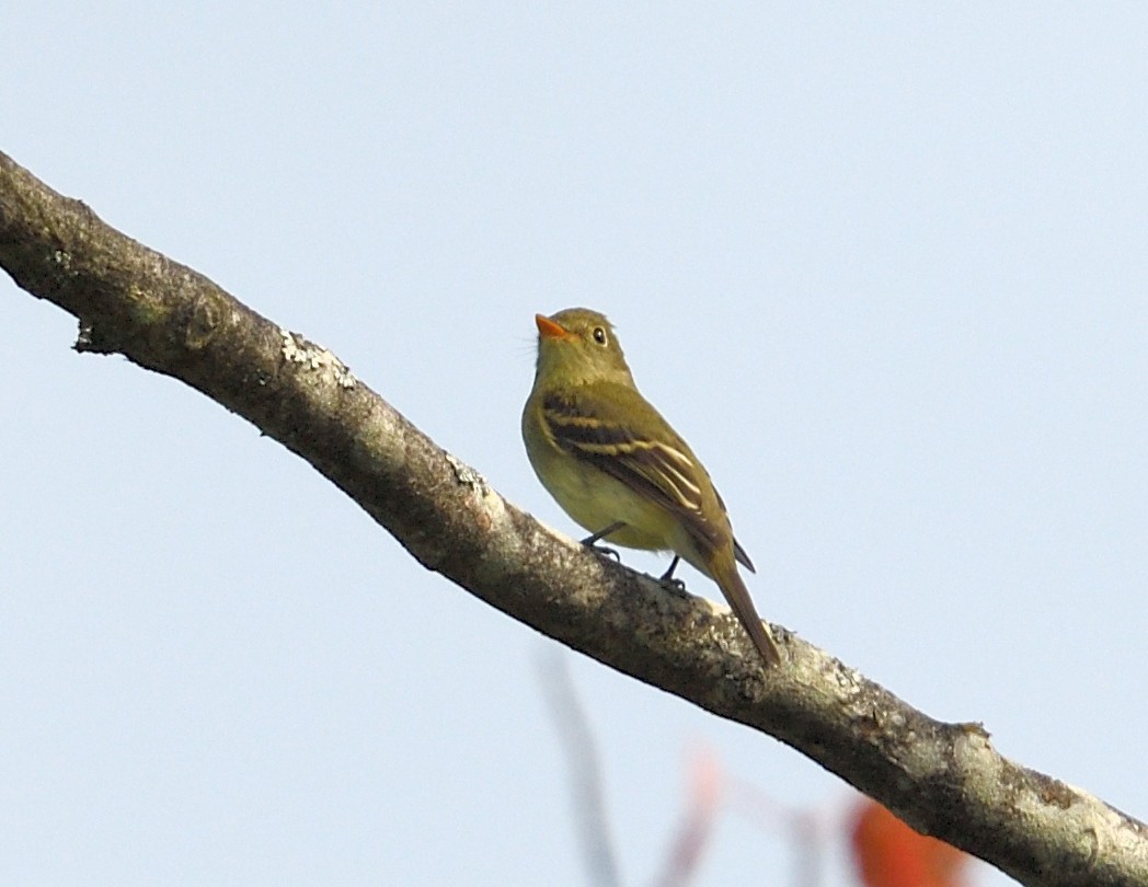 Yellow-bellied Flycatcher - ML641262025
