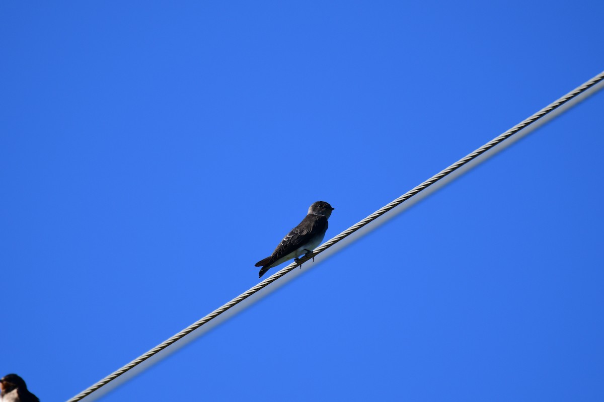 Northern Rough-winged Swallow - ML641262042