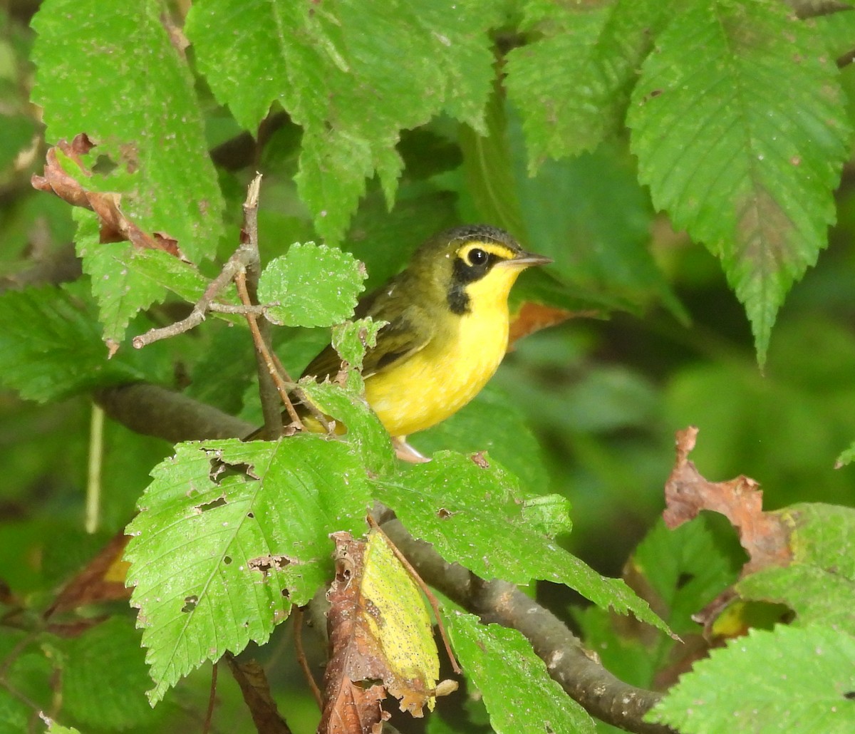 kentuckyparula - ML641262043