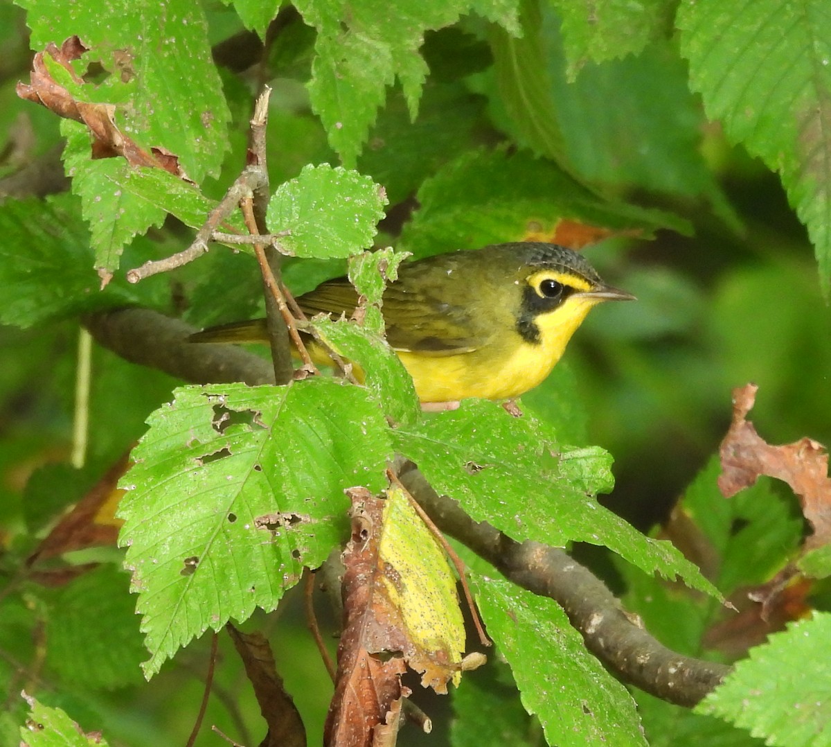 kentuckyparula - ML641262044