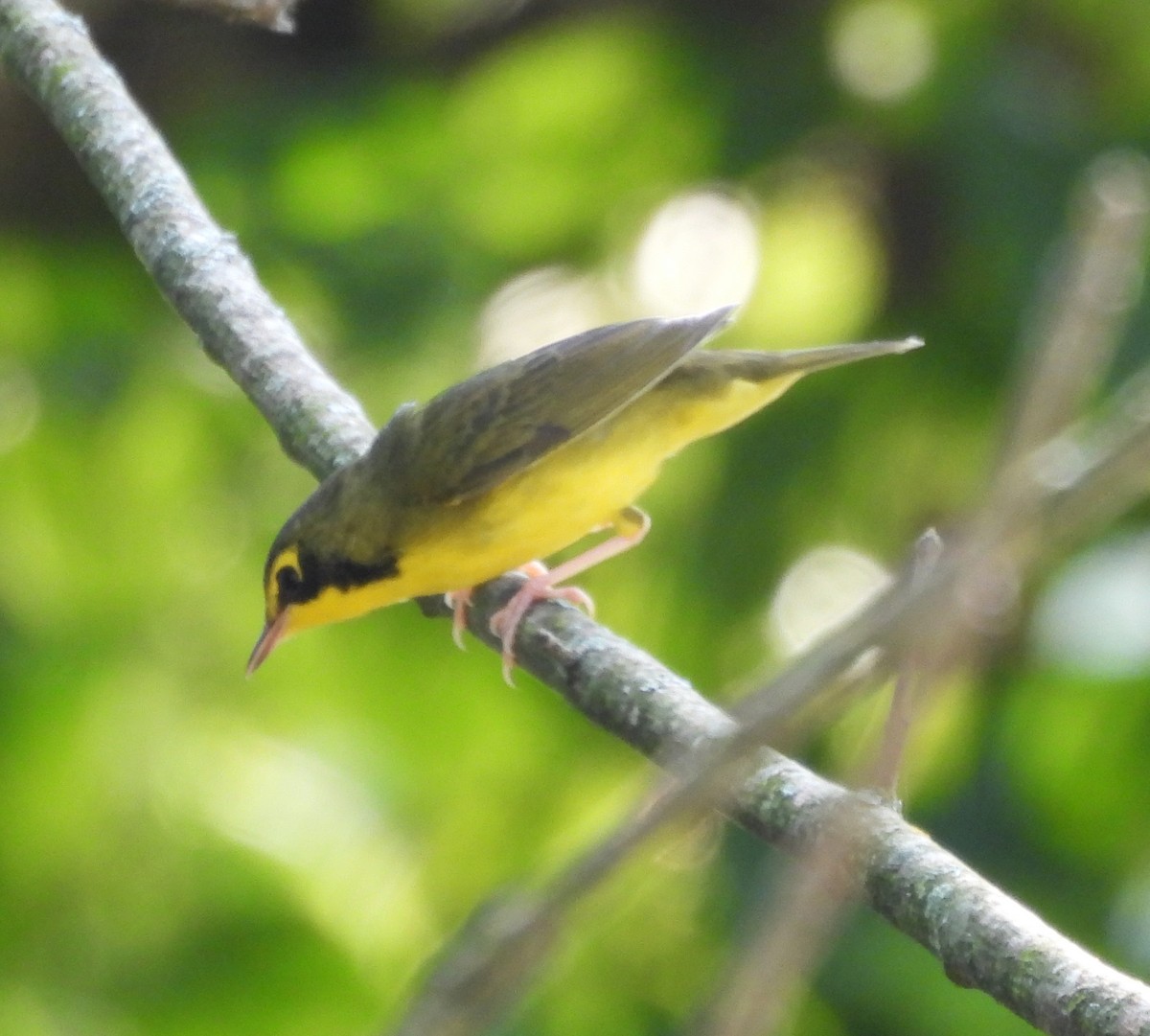 kentuckyparula - ML641262046