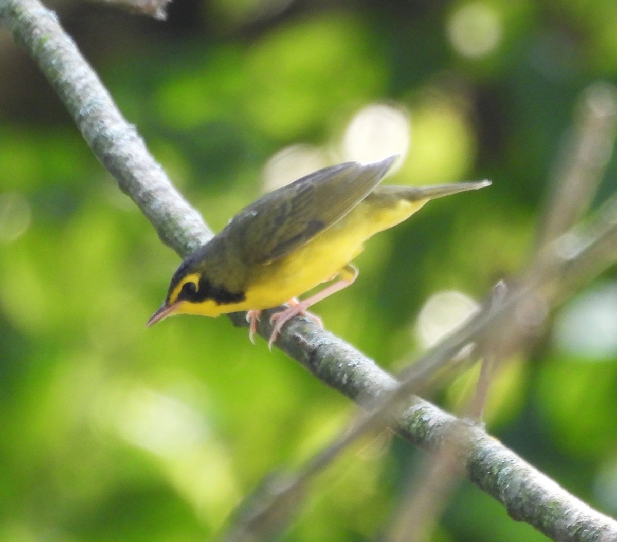 kentuckyparula - ML641262047