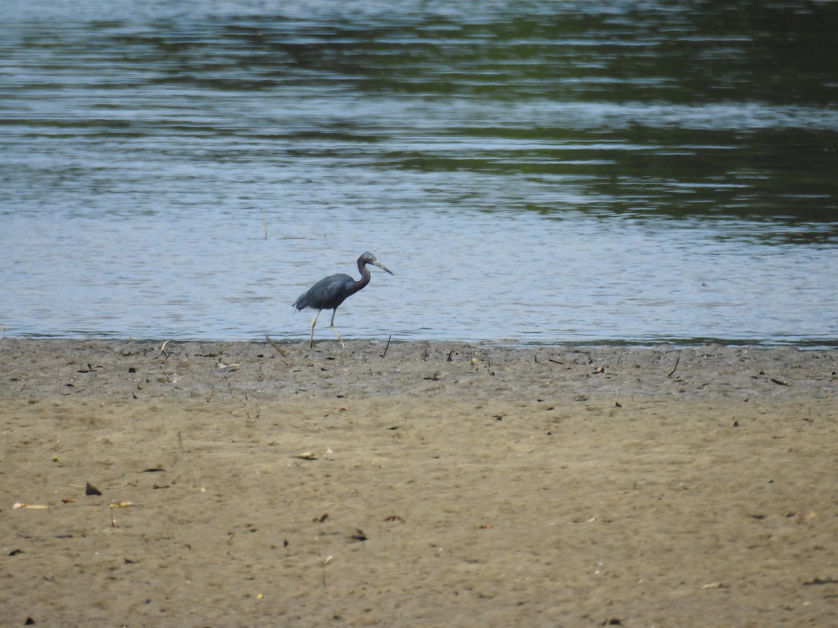 Little Blue Heron - ML641262054